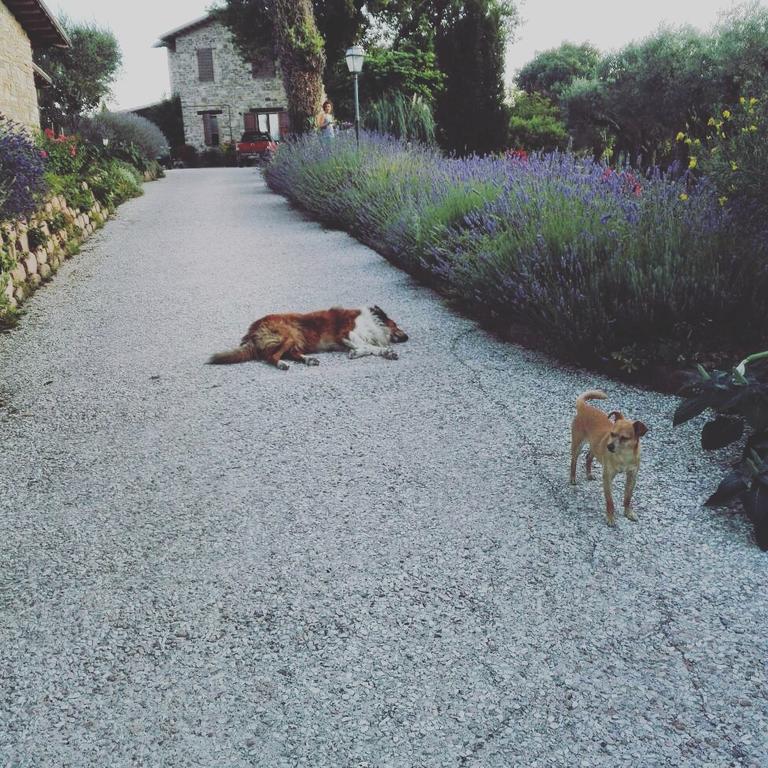 Casale Il Cerqueto Bed and Breakfast San Severino Marche Buitenkant foto